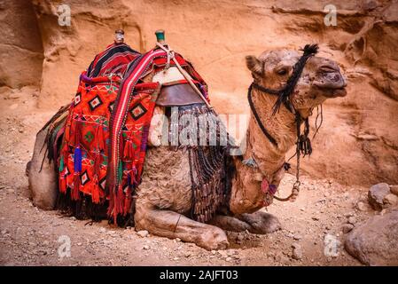 Petra, Giordania, colorato bedouin camel resti in attesa per i turisti Foto Stock