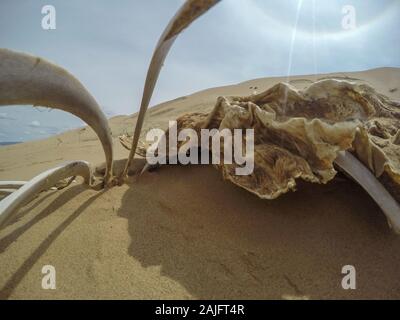 Lo scheletro di cammello nel deserto del Gobi, Mongolia Foto Stock