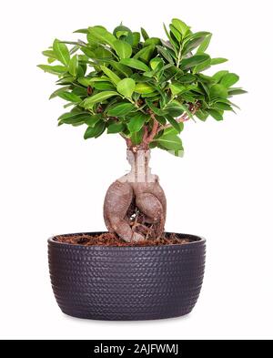 Piccolo Bonsai ginseng ficus, isolato Foto Stock