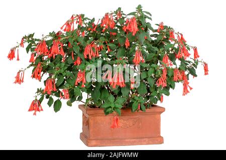Fuchsia fulgens, isolato Foto Stock
