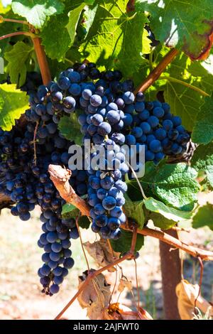 Le uve in un vigneto del Luberon, Provenza, Francia meridionale Foto Stock