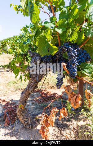 Le uve in un vigneto del Luberon, Provenza, Francia meridionale Foto Stock