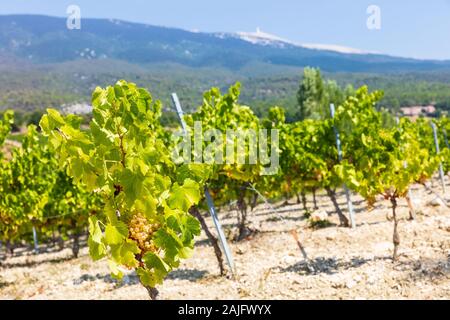 Le uve in un vigneto di fronte a Mt. Ventoux, Provenza, Francia meridionale Foto Stock