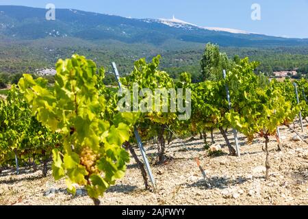 Le uve in un vigneto di fronte a Mt. Ventoux, Provenza, Francia meridionale Foto Stock