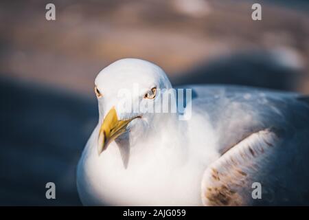 Close-up di un giallo-gambe gull guardando la telecamera. Foto Stock