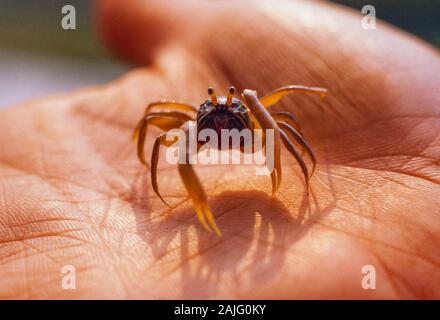 Gorgogliatore di sabbia di granchio, Scopimera e Dotilla spp.. Cherating granchio, Port Dickson, Malaysia Foto Stock