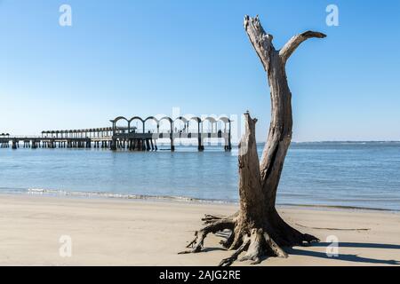 Albero morto e Pier, Driftwood beach, Jekyll Island, GA, Stati Uniti d'America Foto Stock