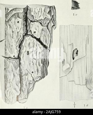 La Foresta Indiana di insetti di importanza economica dei coleotteri . X 5. 1 w rf, Sieb.. in finlandesi longifolia.-i, la larva e pupa; ib, femmina beetle; ic, vista laterale del declivio elytral; i&lt;7, associazione-camera essendo mangiato fuori nell'alburno da themale beetle ; i&LT;?, ingresso-fori di coleotteri sulla corteccia esterna dell'albero, con una femmina beetlecommencing al foro nella corteccia. Jaunsar, Nord-Ovest Himalaya. Foto Stock