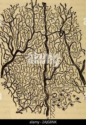 Il corpo umano un principiante libro di testo di anatomia, fisiologia e igiene .. . L'acqua utilizzata nella città sono stati tutti portati penetrazione fogne (rispondendo alle vene), a anotherreservoir collocato accanto al uno ha cominciato da; e thencew^ere portato da un diverso set di tubi (l'pulmonaryartery e sue filiali) in una apparecchiatura di depurazione; esuccessivamente indietro al primo serbatoio, tutto il processo ad alte luci verrebbe molto simile alla circolazione del sangue. I due reser-voirs rappresenterebbe il cuore, che è il doppio, e apparato thepurifying rappresenterebbe i polmoni. 22. L'impulso.-Le arterie ar Foto Stock