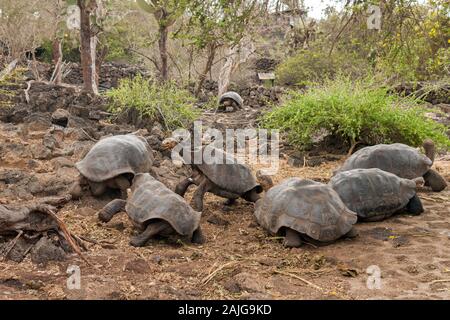 Tartarughe Giganti a Charles Darwin Centro di Ricerca sull isola di Santa Cruz, Galapagos, Ecuador. Foto Stock