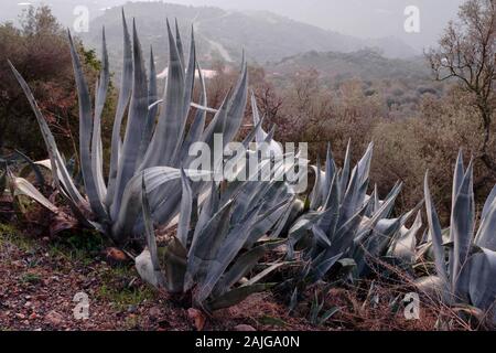 Giant Aloe Vera piante sulle pendici della cima della montagna villaggio bianco di Comares in Axarquia, Andalusia. Europa Foto Stock