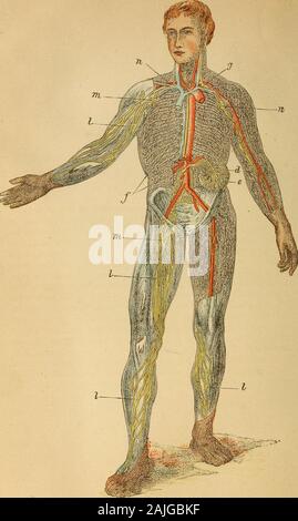 Il corpo umano un principiante libro di testo di anatomia, fisiologia e igiene .. . Maiale. 33.-una porzione di ihe piccolo intestino aperta per mostrare le pieghe del suo mucousmembrane. tasche o incavi tra le pieghe hanno anche theiruse. Il chilo raccoglie in essi e viene così preventedfrom passando lungo tlian più veloce può essere assorbito. 13. Villi del piccolo intestino.-Tutto il mucousmembrane del piccolo intestino, sia sulle sue pieghe etra loro, sono piccole elevazioni che stand up simile ala pila sul velluto. Ogni elevazione è un coriali^ e smallthough è, contiene due set di tubi o navi. Foto Stock