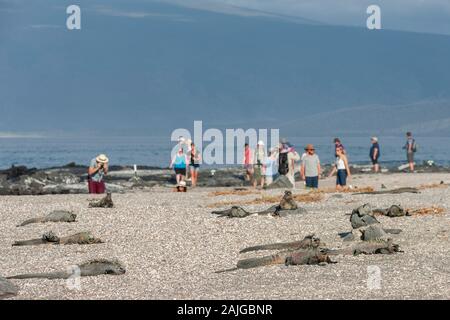 Turisti e iguane marine su Fernandina Island, Galapagos, Ecuador. Foto Stock