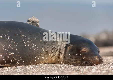 Sea Lion e di un marine iguana crogiolarsi al sole su Fernandina Island, Galapagos, Ecuador. Foto Stock