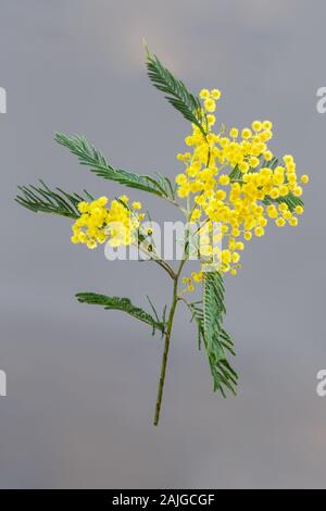 Fiori di Primavera. rami e fiori di mimosa su sfondo grigio. spazio copia Foto Stock