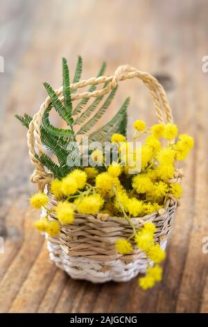 Ramo di mimosa in cesto su legno naturale sfondo rustico. Foto Stock