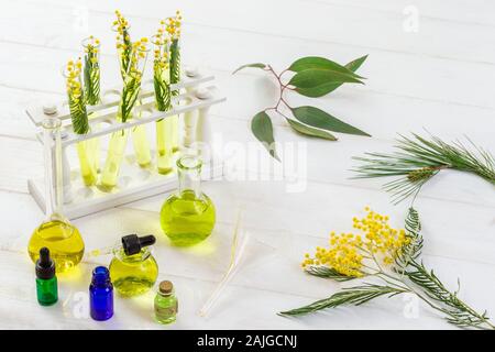 Mimosa, pino, eucalipto, in un bicchiere da laboratorio, olio essenziale bottiglia, provette per la prova in bianco Foto Stock