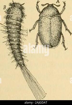 Le transazioni del Connecticut Accademia delle Arti e delle scienze . La figura 171.-DISPENSA-beetle (Dermestes lardarius), xl^^i ^^^ larva, nat. dimensioni.Figura 171a. tappetino-beetle, larva e pupa; dopo Riley, x 3. La figura173.-museo-maggiolino {A. verbasci) ; un, larva ; h, pupa ; c, imago ; x 6. Websters Allfrom Dizionario internazionale. bug {Anthrenns scrop/mlarim), fig. 17LA, la cui larva è destructiveto woolens, ma l imago è comune sui fiori in primavera; Museo-beetle (A. verbasci=A. varius), fig. 172, la cui larva non infests 168 173 i)rT. " M l.y 168a. Foto Stock