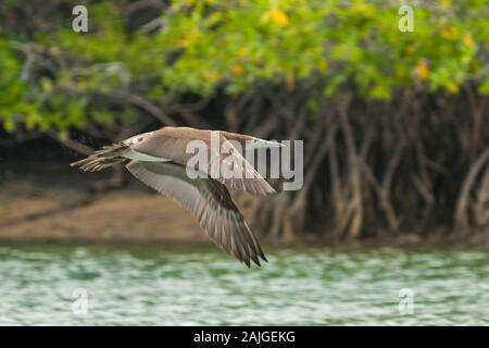 Blue footed booby battenti a Punta Moreno su Isabela island, Galapagos, Ecuador. Foto Stock