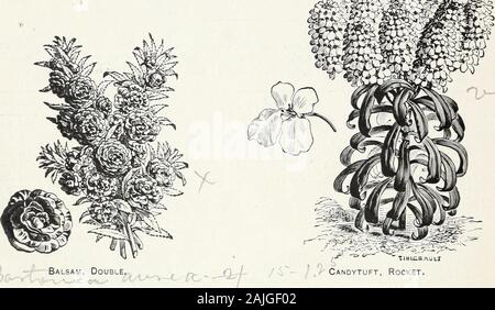 D M Ferry & Co. di elenco all'ingrosso di semi per 1891 . Balsam Solferino, doppia Camellia fiorita, double, mista. Bianco puro, Nana, mescolati, alto, misto, 75507530 $7 505 00 ?Jl 4 3 00 -2 50 -. Balsamo, Doppia ,??** ^ TJUICBAUtf / Candytuft, razzo. Calliopsis, fine miscelati Canary Uccelli Fiore, (Tropseolum canariense) v. Candytuft, .Viola Rocket, bianco (Imperatrice), selezionati rt fragrante, (Iberis odorata) ammenda, mista Canna Indica. (Indian Shot) Canterbury Bell, doppio misto, (Campanula medium) singola ^Garofano, scelta extra, doppio misto di fagiolo di ricino (Ricinus sanguineus), frutta rossa gigantesche, (Ricinus g Foto Stock