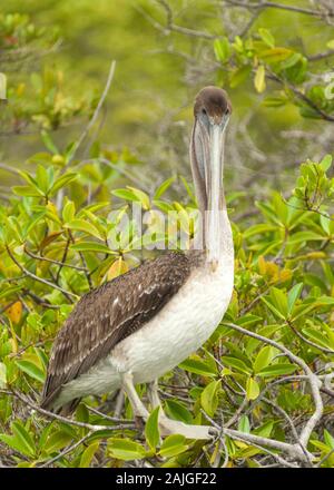 Pellicano marrone (considerato una sottospecie endemica di Galapagos) a Elizabeth Bay, Isabela island, Galapagos, Ecuador. Foto Stock