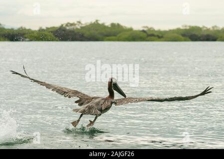 Pellicano marrone (considerato una sottospecie endemica di Galapagos) di prendere il volo a Elizabeth Bay, Isabela island, Galapagos, Ecuador. Foto Stock