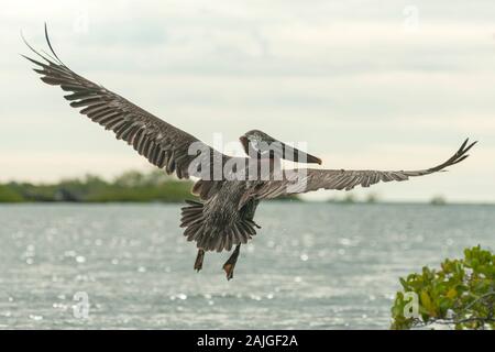 Pellicano marrone (considerato una sottospecie endemica di Galapagos) di prendere il volo a Elizabeth Bay, Isabela island, Galapagos, Ecuador. Foto Stock