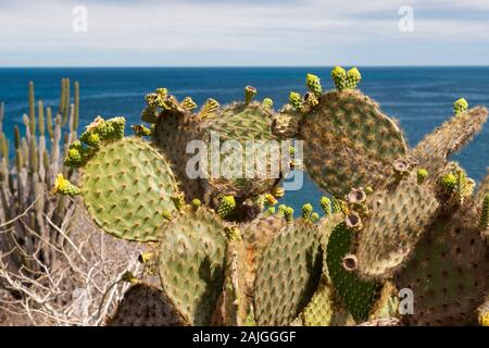L' Opuntia (ficodindia) cactus su San Cristobal Island, Galapagos, Ecuador. Foto Stock