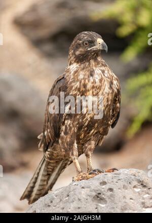 Le Galapagos hawk su Sante Fe isola, Galapagos, Ecuador. Foto Stock