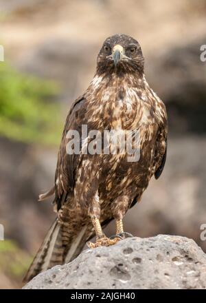 Le Galapagos hawk su Sante Fe isola, Galapagos, Ecuador. Foto Stock
