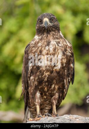 Le Galapagos hawk su Sante Fe isola, Galapagos, Ecuador. Foto Stock