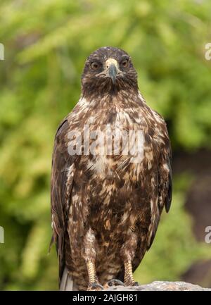 Le Galapagos hawk su Sante Fe isola, Galapagos, Ecuador. Foto Stock