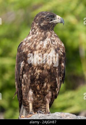 Le Galapagos hawk su Sante Fe isola, Galapagos, Ecuador. Foto Stock