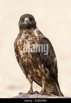 Le Galapagos hawk su Sante Fe isola, Galapagos, Ecuador. Foto Stock