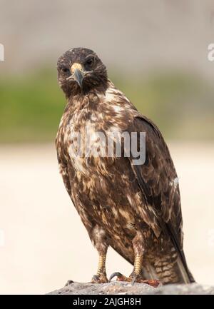 Le Galapagos hawk su Sante Fe isola, Galapagos, Ecuador. Foto Stock