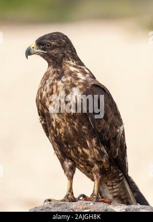 Le Galapagos hawk su Sante Fe isola, Galapagos, Ecuador. Foto Stock