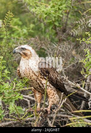 Le Galapagos hawk su Sante Fe isola, Galapagos, Ecuador. Foto Stock