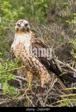 Le Galapagos hawk su Sante Fe isola, Galapagos, Ecuador. Foto Stock