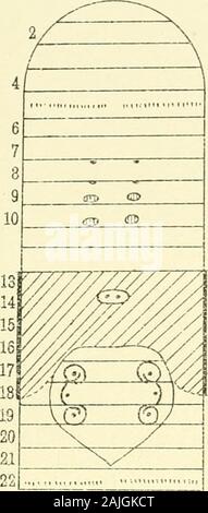 Le operazioni e i lavori della Nuova Zelanda Institute . Plagiochasta lateralis, n. sp. Lombrichi.-Benham. Trs. N.Z. Ist., Vol. XXXV. PI. XXIV.. / F^ / II -/ 4 mi- j 6 /" HI 7 1 T 10 C a&GT; 11 c. *&Gt; 12 c .&GT; 13 c. .3 T 15 10 w 12 m$ ^&GT; p^*s 19 V/^ 20 & Piagiochaeta rossii, n. sp. Foto Stock