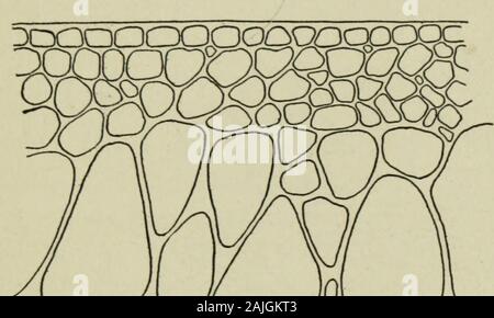 Pregiudizio, il ripristino e la morte in relazione alla conducibilità e permeabilità . Fig. 85.-Sezione di Ulva lactuca, var. latissima (lattuga di mare). (X 450). deve diminuire la sua resistenza elettrica e viceversa.La resistenza elettrica del protoplasma maggio ci-fore essere considerata come una misura della sua permeabilità agli ioni. A questo proposito si deve notare che gli esperimenti hanno beenmade con correnti dirette. Cfr. Montanti e traversi e Jorgensen (1914). Conduttività e permeabilità 197 se vogliamo tentare di misurare la resistenza elettrica del protoplasma dobbiamo in primo luogo considerare la struttura del tessuto. Foto Stock