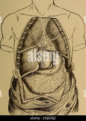 Il corpo umano un principiante libro di testo di anatomia, fisiologia e igiene .. . Ungs^ I. In thethorax è posta inoltre la sostanziosa h. 11. Contenuto dell'addome.-La seconda del tubesabove a cui si fa riferimento è la gola o l'esofago. Essa corre righton attraverso il torace e il diaframma in addome,e vi si apre nella stomachy f. L'aria che prendiamo in quando la respirazione va lungo thewindpipe ai polmoni, ma nessun ulteriore: il cibo anddrink che inghiottiamo prendere una strada più lungo thegullet allo stomaco. In aggiunta allo stomaco, fegato^ intestini orbowels^ e i reni^ k^ giacciono nel ab Foto Stock