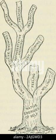 La psicologia applicata alla tecnica di insegnamento / da Giuseppe Baldwin ; con una introduzione di James Gibson Hume . kes conoscenza nuovamente presente. Acquisizione presenta ; memoria r^-presenta. Presenti mezzi per rendere presente a noi stessi; ri-presenti mezzi per rendere nuovamente presente ; per ricostruire; rememl)er; per riprodurre ; per ricordare. 2. I ricordi sono i ricordi delle esperienze del passato. Memorie, i ricordi e i ricordi sono la-prod otti di memoria come perceptsare prodotti della percezione-zione. Dobbiamo acquisire idee ;questi quando ricordò aretermed rilancia le idee, Ke elementi percepts sono sim-tela percepts rivivere. Foto Stock