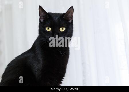 Ritratto di un nero gatto domestico su uno sfondo bianco con gli occhi la luce. Close-up verticale di un gatto nero. Foto Stock