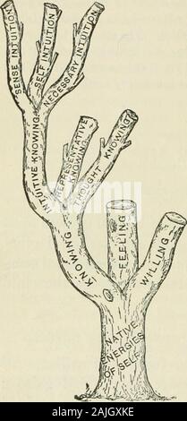 La psicologia applicata alla tecnica di insegnamento / da Giuseppe Baldwin ; con una introduzione di James Gibson Hume . una costante gioia thehealthy bambino, e le sue sensazioni sono perfette. I suoi sensi non richiedono alcuna cultura ; è thecapability per guadagnare knowledgethrough i sensi che deveessere coltivate. 3. La sensazione è la ca-pability a feelsensor consapevolmente - eccitazioni. Sensa-zioni sono sensore-eccitazioni delle quali self è consapevole. Theterm sensazione è utilizzato per des-ignate la sensazione nonchèla capacità di sentire sensore-eccitazioni. 4. Se7ise-perce2)tionhhQpower di sé al senso di guadagno-percepts ; senso - perc Foto Stock