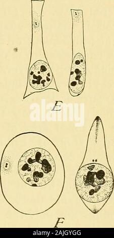 La cella in fase di sviluppo ed ereditarietà . C D. Fig. 23. - Centrosomes in cellule epiteliali e altre cellule. {^A, D, ZiMMERMANN; E, HEIDENHAINand COHN; F, HEIDENHAIN.] A. da ghiandole gastriche dell uomo ; cellula morta a sinistra. B. epitelio uterino, l'uomo. C. Fromhuman duodeno ; calice-cella, con centrosome nel mezzo. D. epitelio corneale di monkey.E. Cellule epiteliali da mesoblast somiti, embrione di anatra. F. rosso sangue-corpuscoli dalla duck-embrione. Il centrosomes sono doppie in quasi tutti i casi e le recenti osservazioni di Henneguy (98) e Lenhossek (98,1)dare ragione di credere che il BOD basale Foto Stock