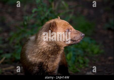 Cane di Bush Foto Stock