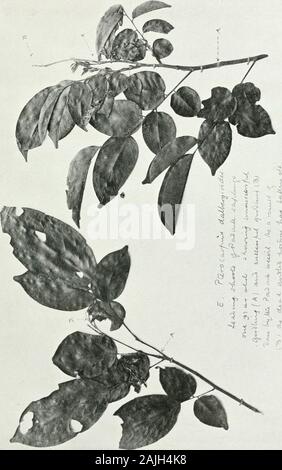 La Foresta Indiana di insetti di importanza economica dei coleotteri . Foto Stock