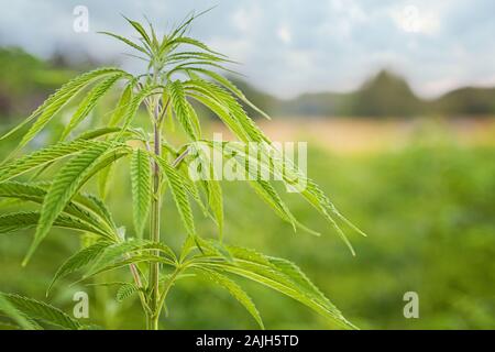 Campo di marijuana nel paese. Foglie di marijuana, cannabis su uno sfondo verde, splendido sfondo, oudoor coltivazione Foto Stock