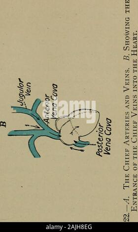 Un elementare fisiologia e igiene per uso nella grammatica superiore gradi . Fig. 24. - Lato Sinistrodel Cuore.. Foto Stock