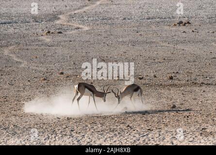 Maschio di antilope Springbok Bucks combattimenti con aumento di polveri in un arido, pianura a secco in Etosha National Park, Namibia, Africa Foto Stock